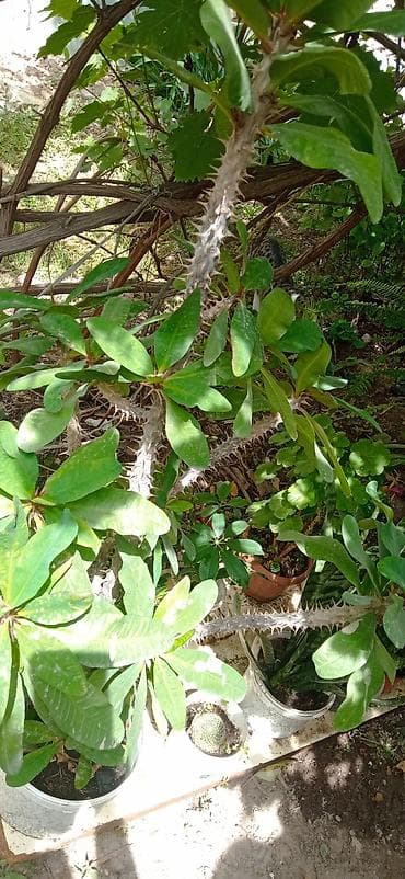 верблюжья колючка: Молочай Миля (Euphorbia milii), крупный кустовой экземпляр - Вид — 1