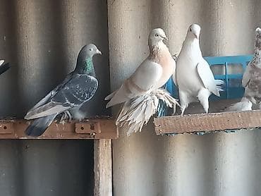 Ветеринар кызматы: Тасманы, пара голубь и голубка! Начинают играть очень хорошие.Пара — 1