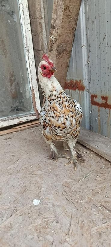Продаю | Куры, Петух at lalafo.kg Продаю | Куры, Петух