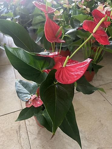 Антуриум (Anthurium) в горшке - Декоративно-цветущее комнатное