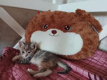 Кошки: Котёнок, трёхцветный (серо-кремово-белый окрас) с мягкой средней длины — 2