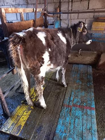 Айыл-чарба жаныбарлары: Сатам | Кунаажын | Сүт алуу үчүн | Байланган — 2