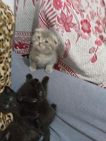кошка веслоухая: Отдаем 9 котят в добрые руки, есть вислоухие. Можете писать в ватсап — 7