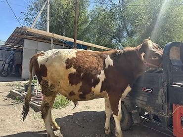 обстрел собак: Продаю | Бык (самец) | Привязанные — 4