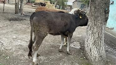 бычма ат: Продаю | Тёлка | На откорм | Привязанные — 9