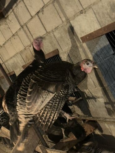 кошка рэгдолл: Продаю | Индюк (самец) | Для разведения | Племенные — 5