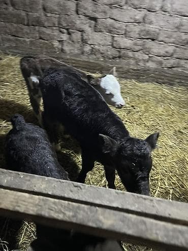 продаю бычки: Продаю | Музоо, торпок | На откорм — 1