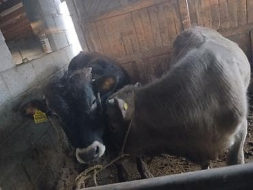 сена тюки: Продаю | Бык (самец) | На откорм | Привязанные — 3