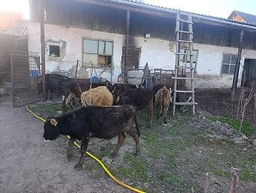 инкубацыоное яйцо: Продаю | Бык (самец) | На откорм — 4