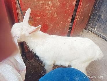 С/х животные и товары: Продаю | Козлёнок | Для разведения — 3