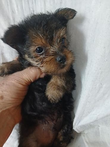 далматинец цена бишкек: Йоркширский терьер, 1 месяц, Самец, С родословной — 5