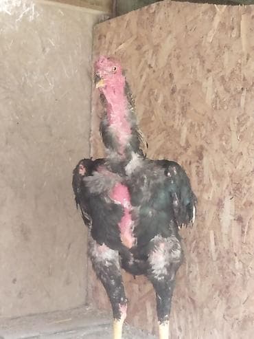 собака сокулук: Сатам | Короздор | Тебиштирүүчү | Көбөйтүү үчүн — 1