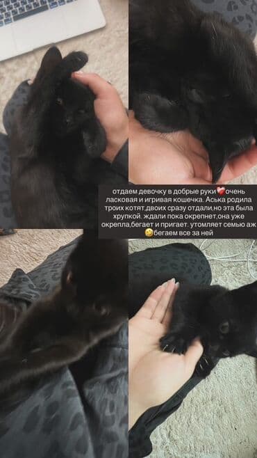 отдам даром щенка ротвейлера: Мышык бекер берилет: Породасыз, Ургаачы, Лотокко барууга үйрөтүлгөн — 1