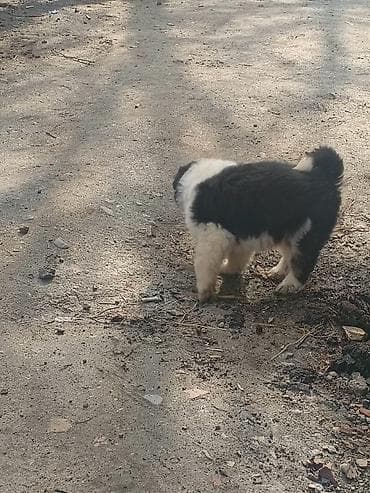 карликовые собаки: Продаю Алабай срочно мальчик только звоним через ватсап — 6