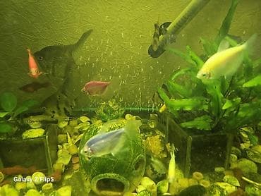Собаки: 🐠 Продаю аквариумных рыбок! Скалярии, тернеции, моллинезии, меченосцы — 1