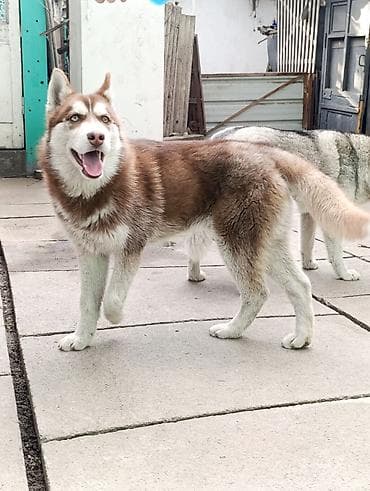 щенята хаски: Хаски, 6 месяцев, Самец, С прививкой, С родословной — 4