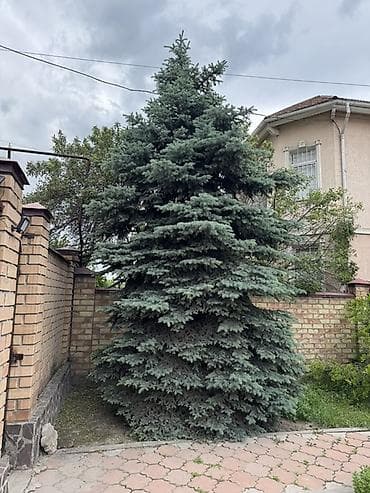 Ель голубая (Picea pungens ‘Glauca’) — крупномер для ландшафта -