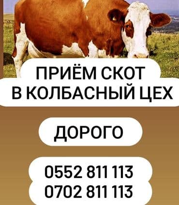 животные для дома: Сатып алам | Уйлар, букалар, Жылкылар, аттар | Бардык шартта, Союуга, этке — 1