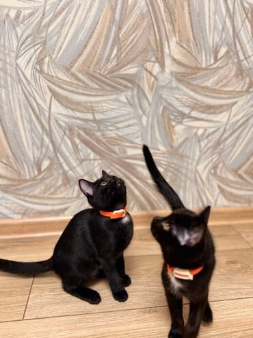 коты купить: Бесплатно в добрые руки. Черные котята с белыми «галстуками» и белыми — 5