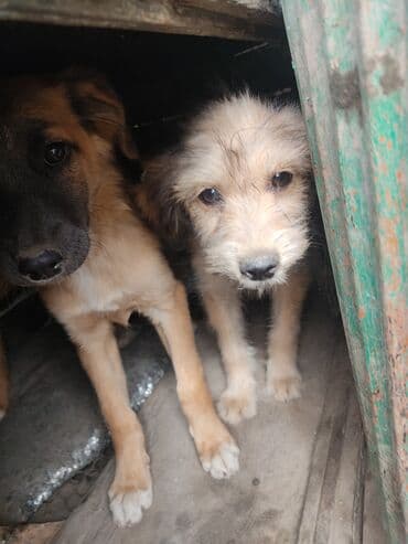 продажа щенков мопса: Щенков отдаю в хорошие руки с учётом фото отчет. даром — 1