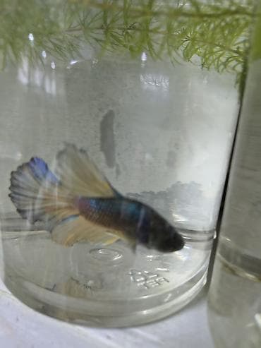 черный терьер: Беловодск !!!!! большой выбор аквариумных рыбок ! крабы креветки ( — 3