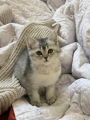 Продажа кошек: Скотиш Страйт (Шотландская прямоухая), 2 месяца, Девочка, Серебристая шиншилла, Приучена к лотку, Проглистована, С документами — 3