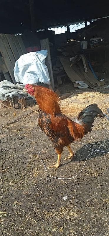 Баран, овца: Продаю | Петух | Домашняя | На забой — 9