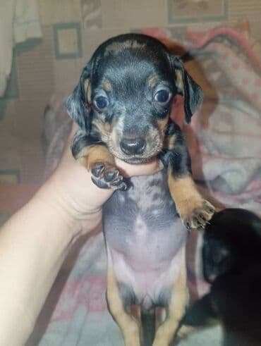 купить элитного щенка немецкой овчарки: Продаются щенки породы таксы, полтора месяца, две девочки — 7