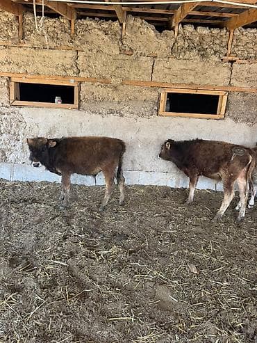 животные на продажу: Продаю | Музоо, торпок — 5