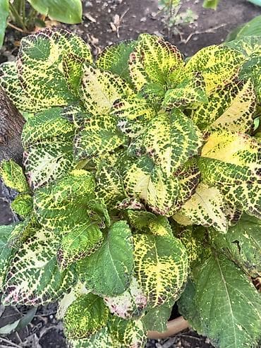 колеусы: 🍀Продам черенки колеусов свежим срезом по 150 сом. Корни дают очень — 6