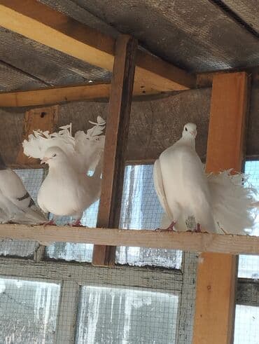 Грызуны: Пара павленов белые 3000 сом звоните на смс не отвечаю — 1