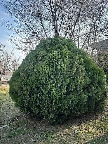 растение денежное дерево: Можжевельник декоративный (хвойный куст/дерево для сада) - Пышная — 2