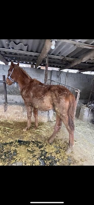 арабский конь: Продаю | Жеребенок | Полукровка | Рабочий — 2