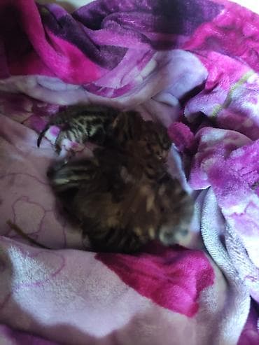 сфинкс стоимость: Бенгальские котята от ярко-розеточной кошки, мать привезли из Италии — 3