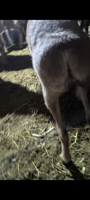 собака корги купить: Продаю | Овца (самка) | Для разведения | Племенные — 5