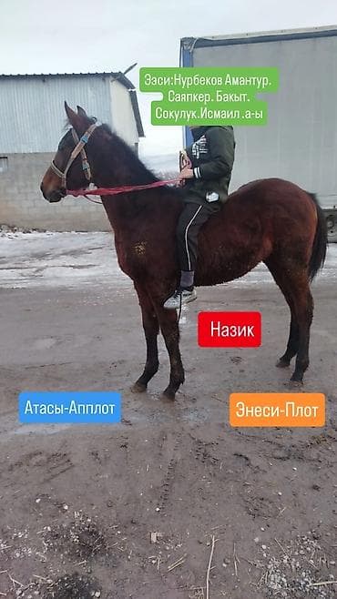 уйротулгон байтал: Сатам | Бээ (ургаачы) | Аргын — 1