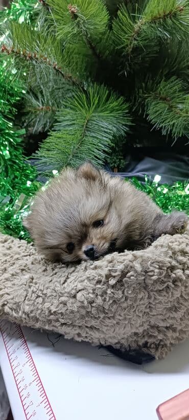 черный лабрадор щенок купить: Шпиц, 1 месяц, Самец — 7