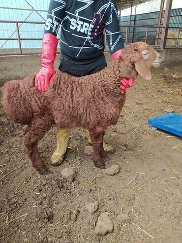 кой кыркыч: Продаю породитстых ягнять с линием от 3 мес и выше очень мощные — 9