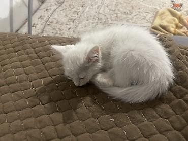 scottish fold: Белоснежный котёнок с красивыми карими глазами. Ходит только в лоток — 2