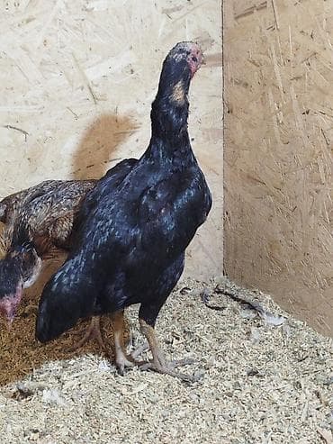 Продаю | Петух