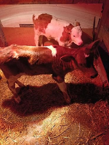 симментал уйлар: Продаю | Тёлка | Для молока — 4