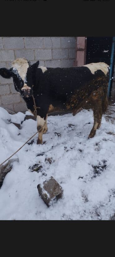 стелная корова: Продаю | Бык (самец) | На откорм, На забой, Для разведения | Племенные — 2