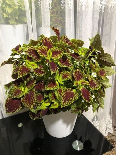 бугенвиллия фото: Цветы сорт «колеус» — 8