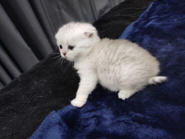 рыжий пятнистый кот купить: Скотиш Фолд (Шотландская вислоухая), 1 месяц, Девочка, Серебристая шиншилла, Приучена к лотку, Проглистована — 6