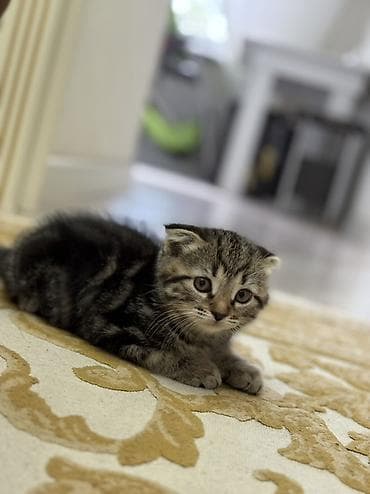 Кошки: Скотиш Фолд (Шотландская вислоухая), 2 месяца, Девочка, Приучена к лотку — 3