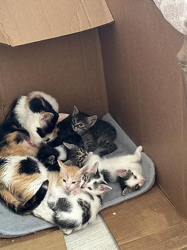 коты бесплатные: Отдаются даром котята в ответственные хорошие руки не как игрушка — 3