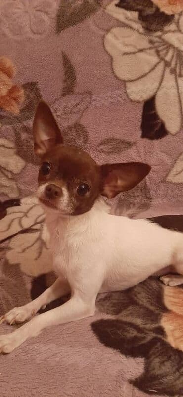 американские булли: Чихуахуа, Более 5 лет, Самец — 2