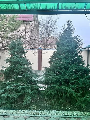 новогодняя ель: Продаю елки, очень пышные и красивые, длина около 2 метров, продам — 1