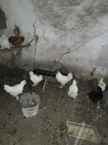 Животные: Продаются карликовых курочек и петушков. Очень необычное оперение у — 4