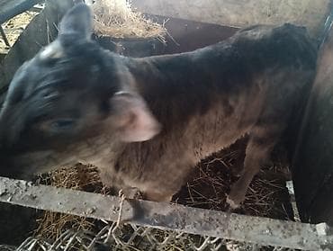 уй сатылат бишкек 2022: Сатам | Бука (эркек) | Ангус | Көбөйтүү үчүн | Жасалма уруктандырылган — 5